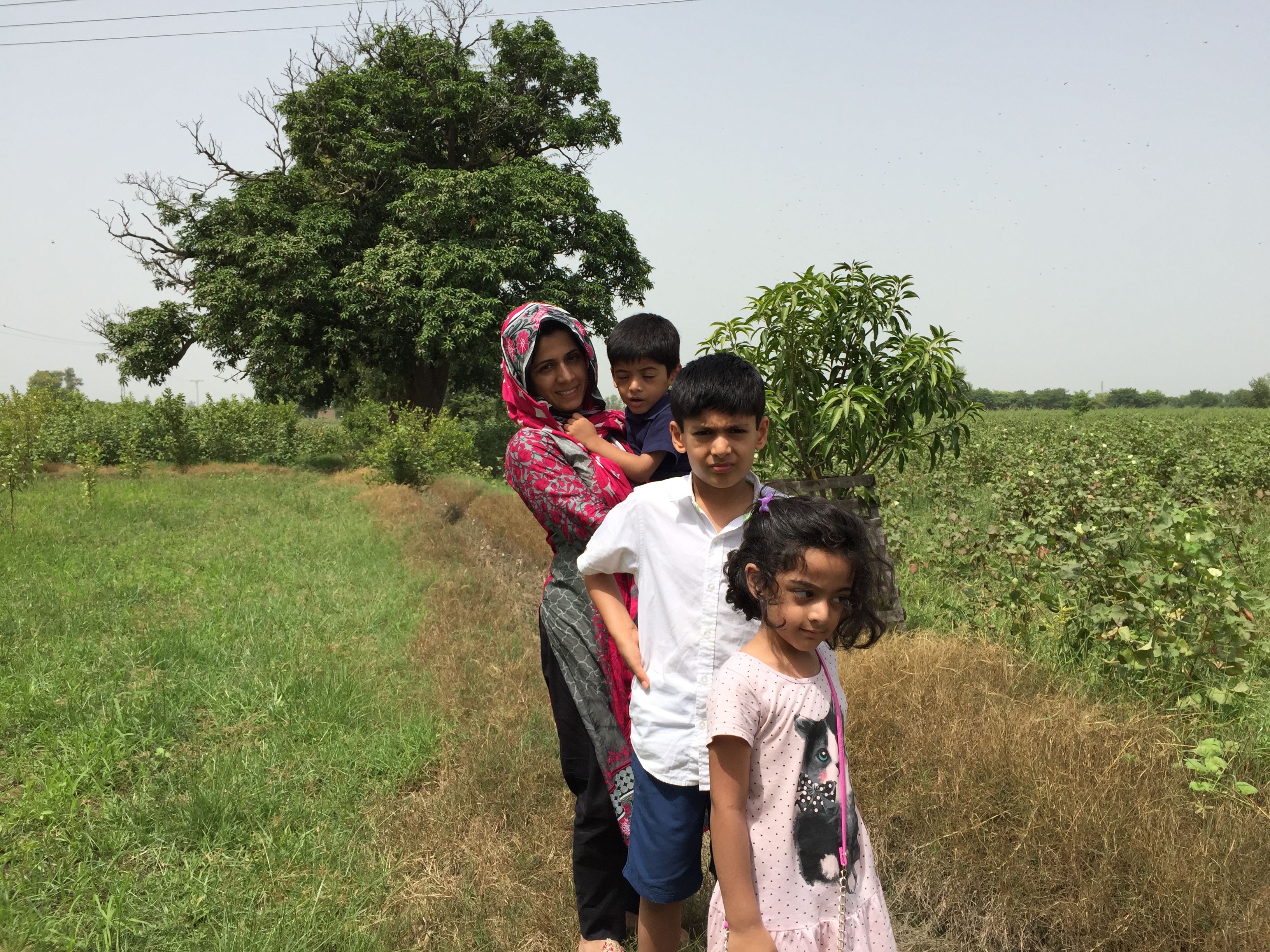Dadu's farm (cotton bird pick up)