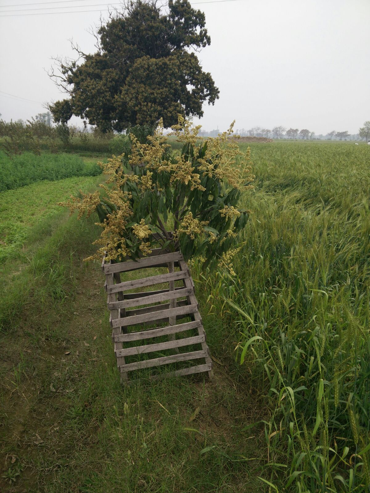 Harrapa